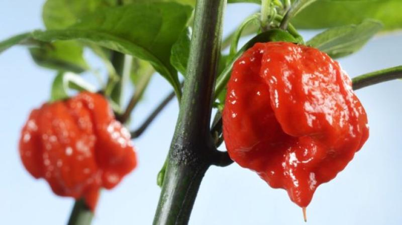 Man in hospital after eating world's hottest chilli