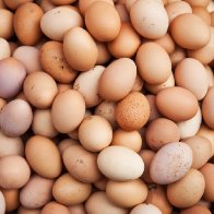 Rose Acre Farms Recalls Shell Eggs Due to Possible Health Risk