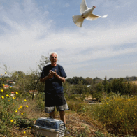 Pigeons, winged warriors that helped Israel to victory 70 years ago