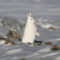 What happened to winter? Vanishing ice convulses Alaskans' way of life 