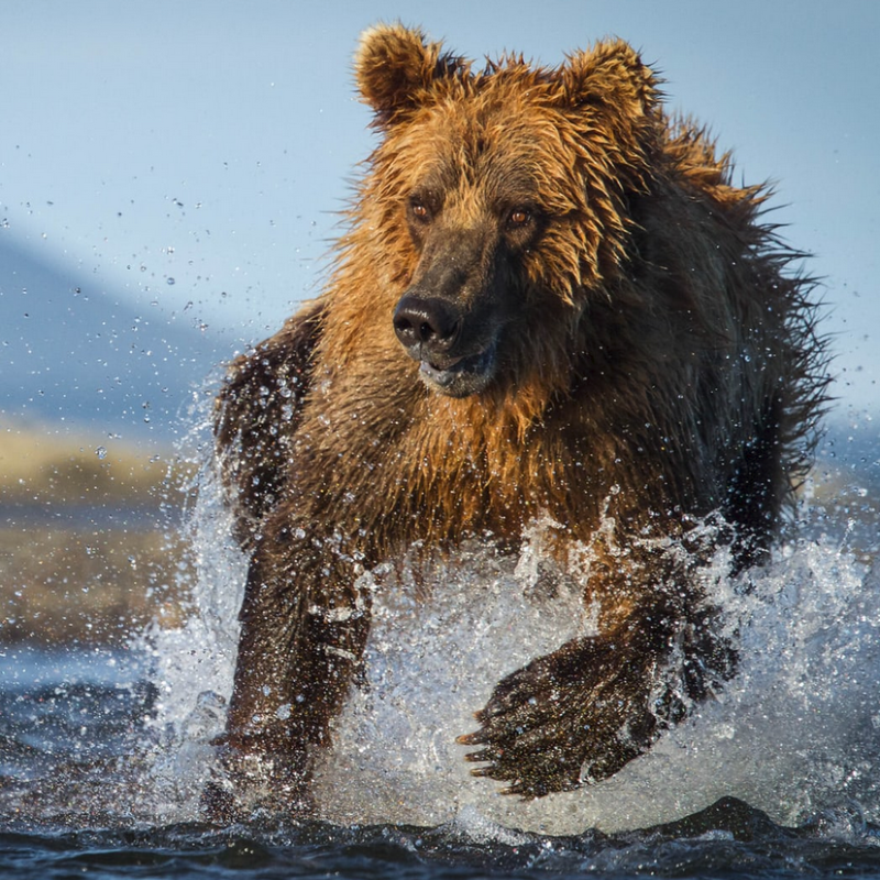 'Amazing but also concerning': weird wildlife ventures to northern Alaska 