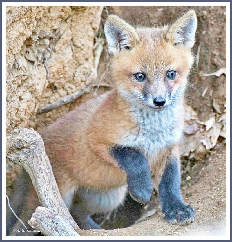 NEW FOX PIX