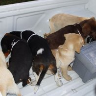 Veterinarian accused of trafficking heroin inside puppies to stand trial in US