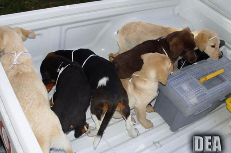 Veterinarian accused of trafficking heroin inside puppies to stand trial in US