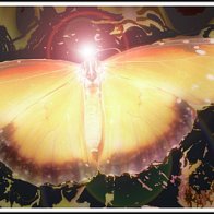 Luminous Lepidoptera