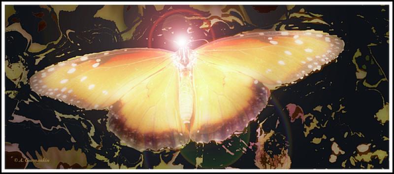 Luminous Lepidoptera