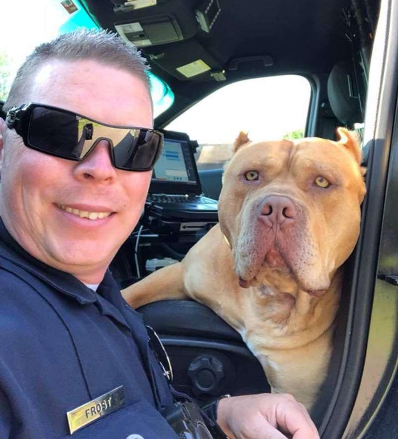 Police Respond to Warning Call About 'Pit Bull' and Make a New Best Friend 