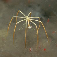 Breathe Deep: How the Antarctic Sea Spider Gets Oxygen