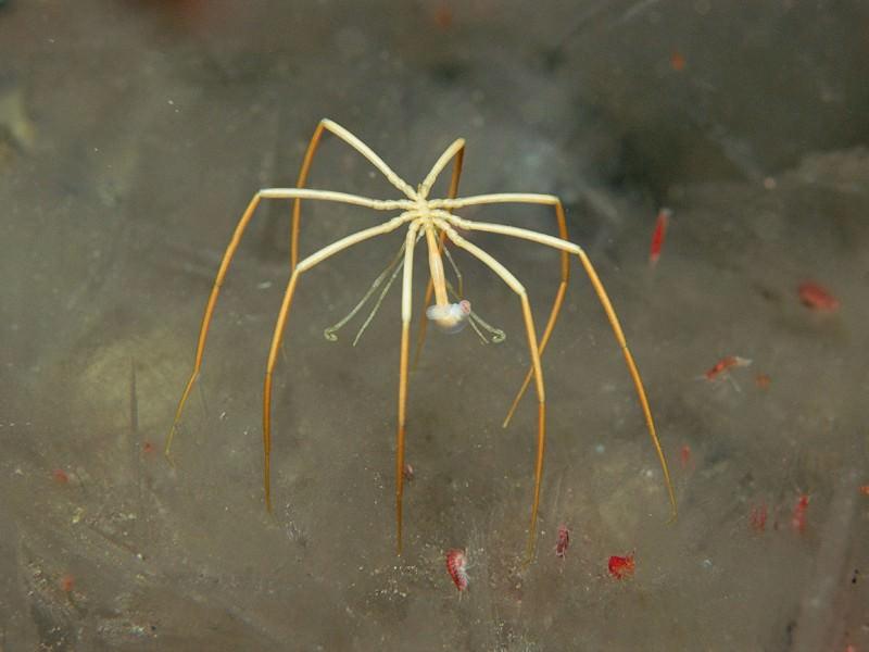 Breathe Deep: How the Antarctic Sea Spider Gets Oxygen