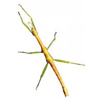 Do Mama Stick Insects Get Eaten to Transport Their Eggs?