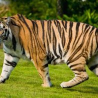 Man tackles 600 pound tiger to save his cat's life and lives to post video.