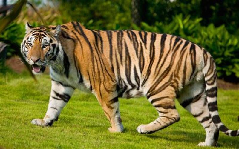 Man tackles 600 pound tiger to save his cat's life and lives to post video.