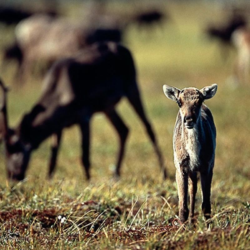 Companies Want to Begin Exploring the Arctic National Wildlife Refuge for Oil by Winter