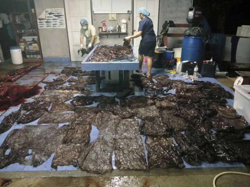 A Pilot Whale Has Died in Southern Thailand After Swallowing 17 Pounds of Plastic Waste