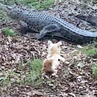 Crocodile snacks on internet-famous terrier after years of torment (Warning: Graphic)