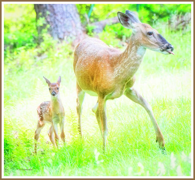 New Photos … Some Deer to Me … Some to Fawn Over … and Several Subjects