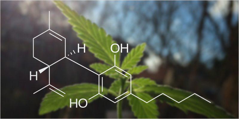  CBD: Everything You Need To Know About Cannabidiol 