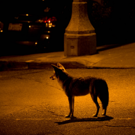 Fear of Humans Is Forcing Daytime Animals Into Night Mode