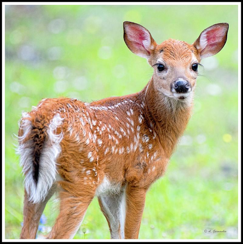 Still Having Lots of Fawn