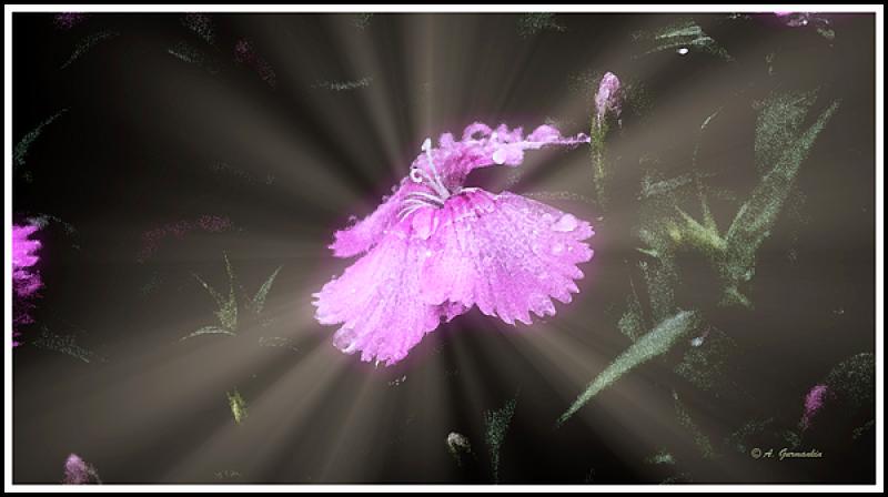 Crepuscular Rays in an Image ~ "Jacob's Ladder"