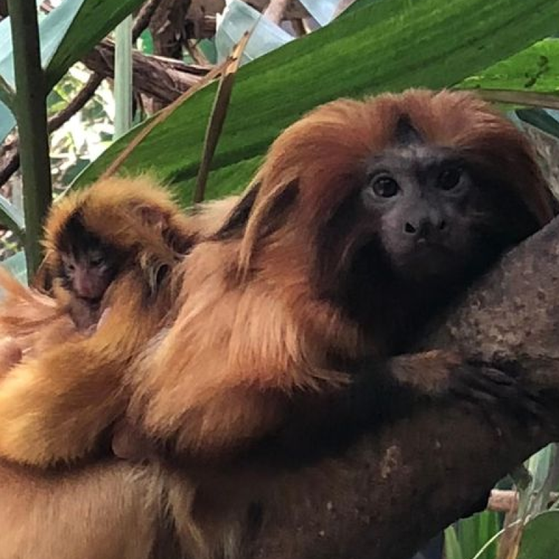 The National Zoo’s Golden Lion Tamarins Delight Curators with the Delivery of Twins