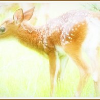 Fawn in Lifting Fog, and Others