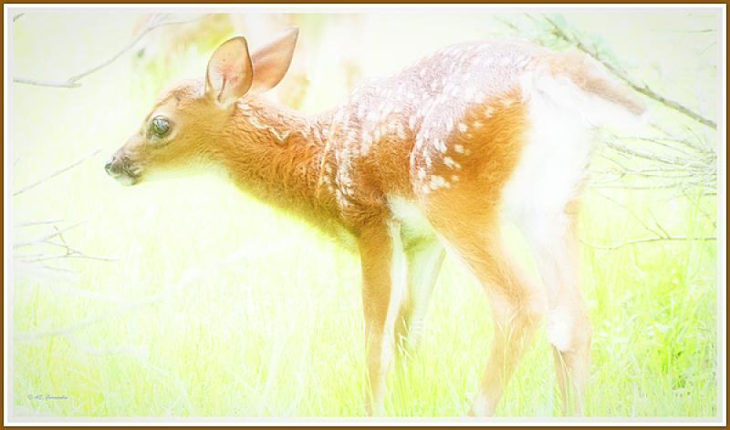 Fawn in Lifting Fog, and Others