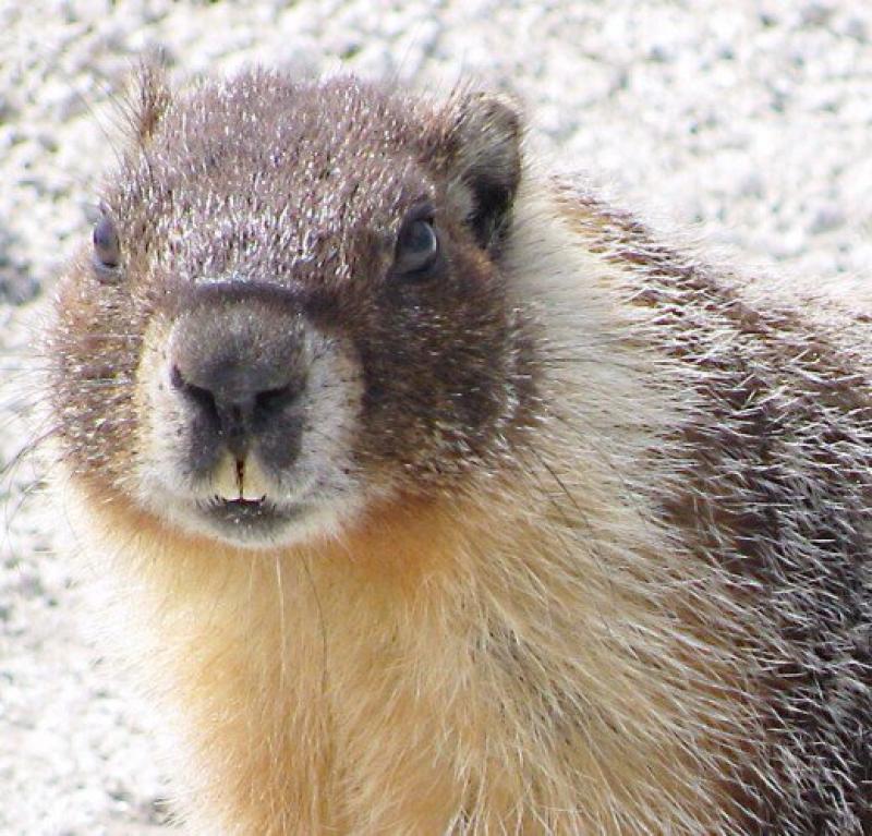 Paul Ryan says his car was eaten by woodchucks — we investigate