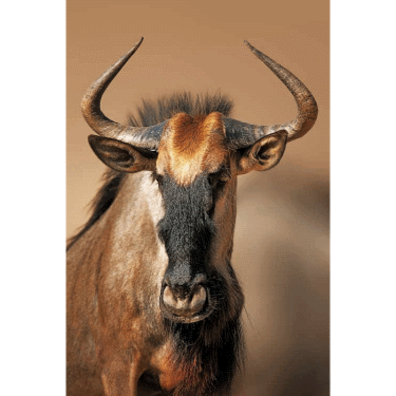 How Noisy Males Control the Gnu’s Cycle
