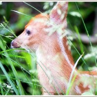 OH! BABY! ~ FAWN, that is! One of my Better Animal Baby Photos?