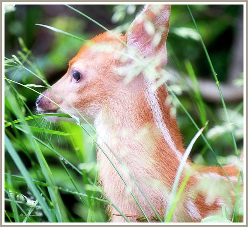 OH! BABY! ~ FAWN, that is! One of my Better Animal Baby Photos?