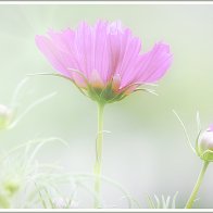 Cosmic Spirituality via a Cosmos Flower