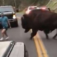 Man Is Arrested After Taunting Bison at Yellowstone, Park Officials Say 