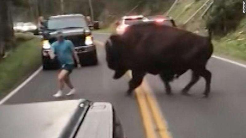 Man Is Arrested After Taunting Bison at Yellowstone, Park Officials Say 