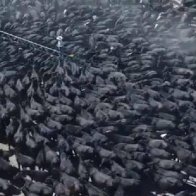 Australian drought: Hundreds of thirsty cows swarm around a water truck desperate for a drink