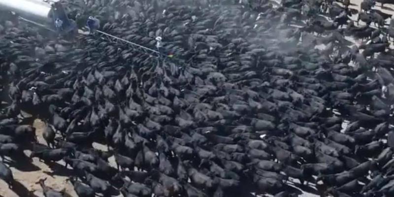 Australian drought: Hundreds of thirsty cows swarm around a water truck desperate for a drink