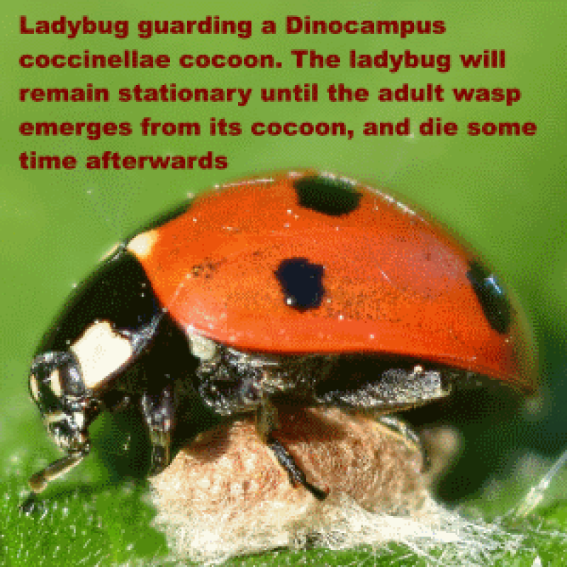 божья коровка и пчела. муравей и оса. насекомые с названиями для детей. ос коровка. муравей паук пчела.