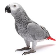 Parrots Think They’re So Smart. Now They’re Bartering Tokens for Food.
