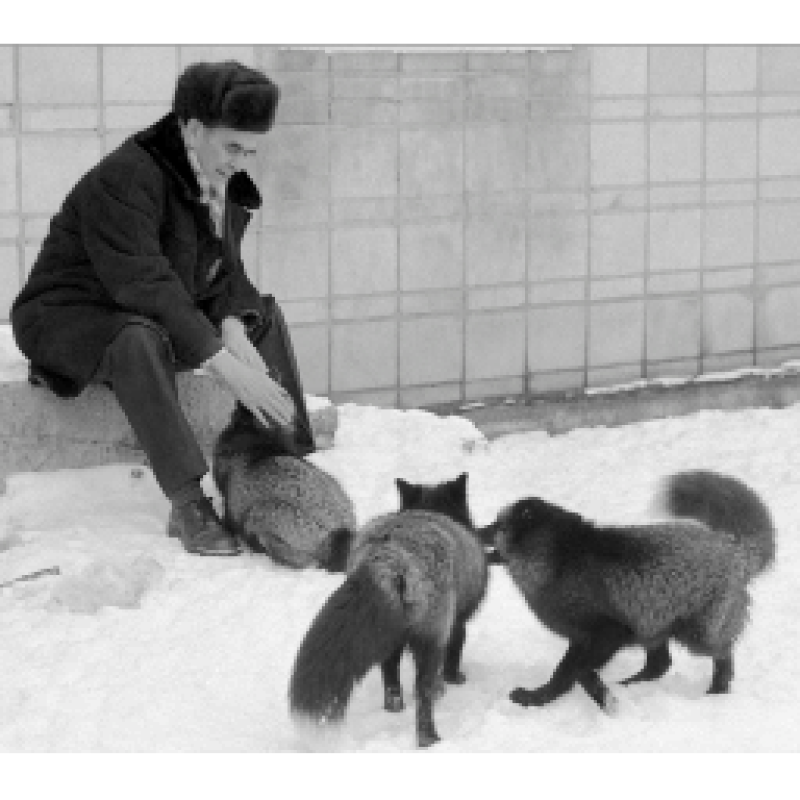These domesticated foxes were 60 years in the making