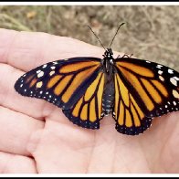 Released Two More Monarch Butterflies Today