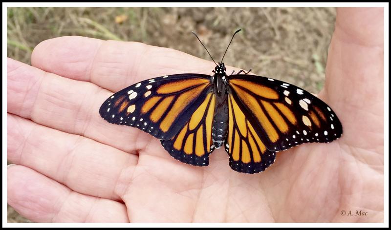 Released Two More Monarch Butterflies Today