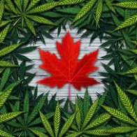 Canada Makes Marijuana Legal, and a National Experiment Begins