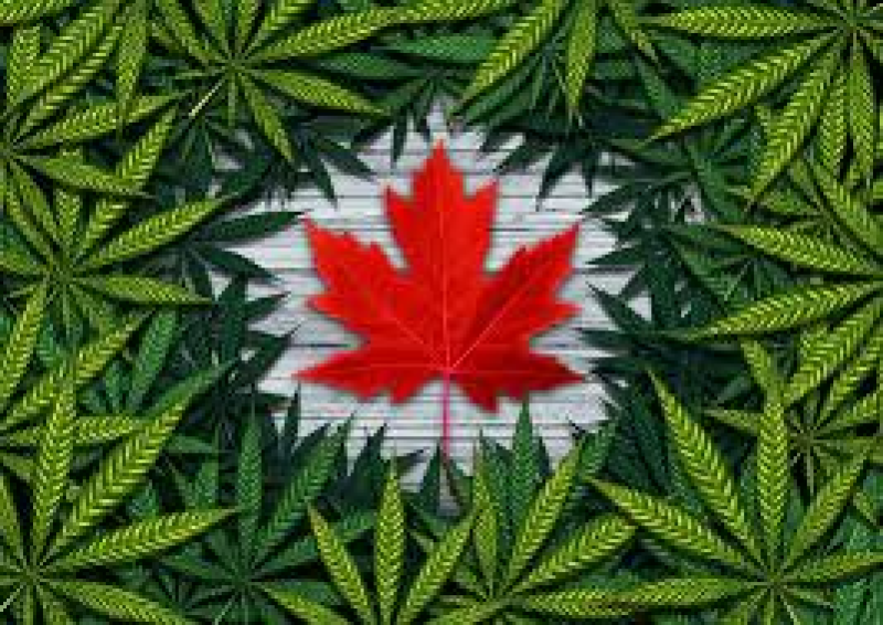 Canada Makes Marijuana Legal, and a National Experiment Begins