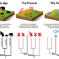 Mammals cannot evolve fast enough to escape current extinction crisis