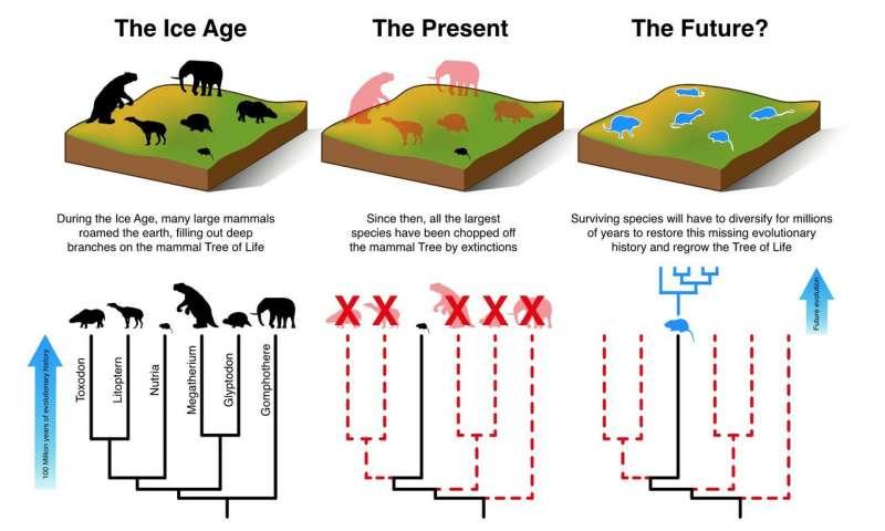 Mammals cannot evolve fast enough to escape current extinction crisis