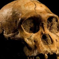 Genetic error led humans to evolve bigger, but more vulnerable, brains