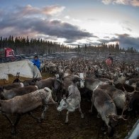 Reindeer in Sweden usually migrate in November. But there's still no snow.