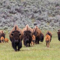 How Native American tribes are bringing back the bison from brink of extinction