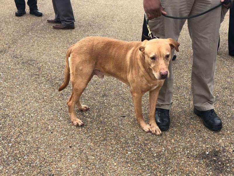 Police detective demoted after dropping his retired K-9 at an animal shelter