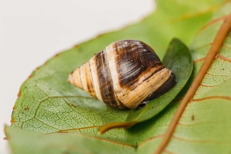Lonely George the tree snail dies, and a species goes extinct